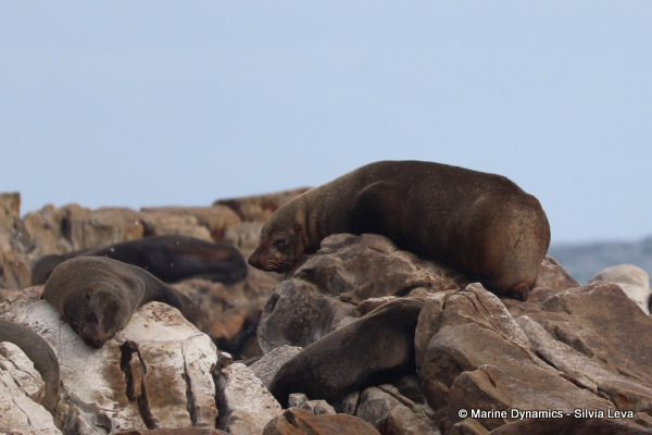 cape fur seal, South Africa